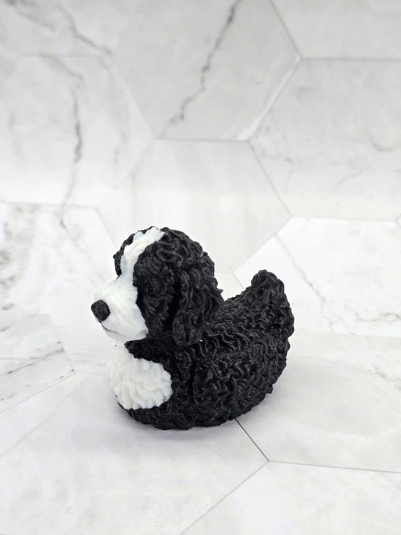 Labradoodle Ducky — Tuxedo