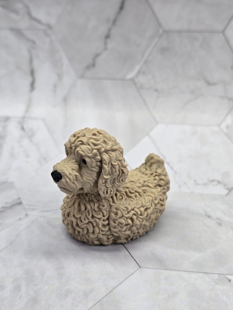 Labradoodle Ducky — Golden
